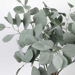 Eucalyptus Silver Dollar Spray 60cmH