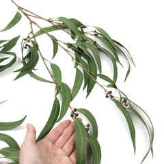 Eucalyptus Gumnut Branch 104cmH