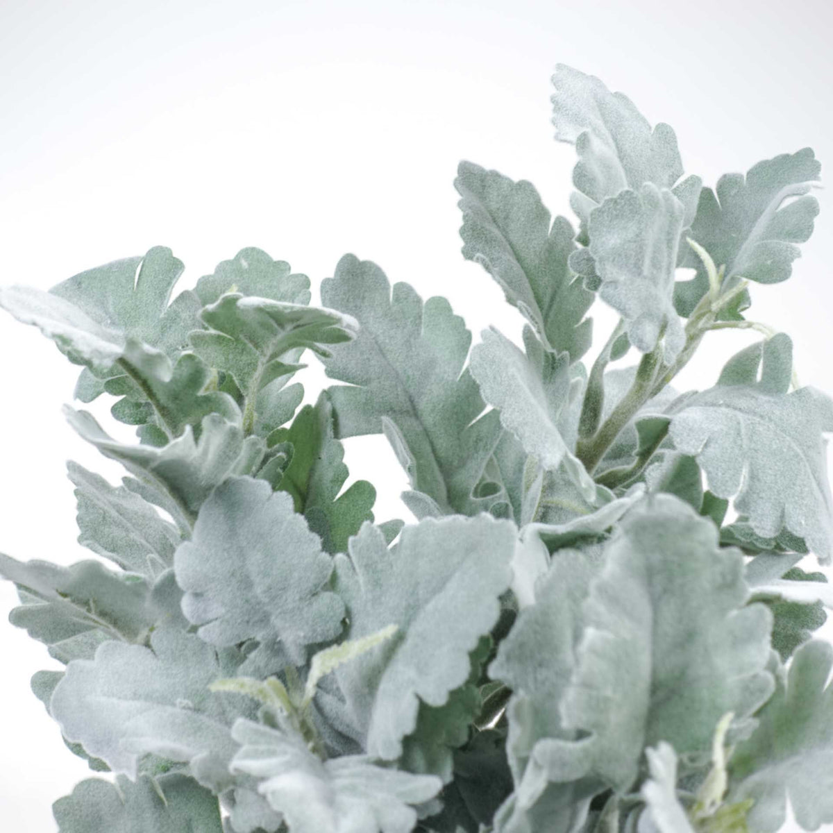 2 Stems Artificial Dusty Miller 35cmH