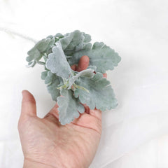 2 Stems Artificial Dusty Miller 35cmH