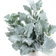 2 Stems Artificial Dusty Miller 35cmH