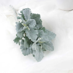 2 Stems Artificial Dusty Miller 35cmH