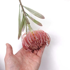 Artificial Leucospermum Stem 43cmH