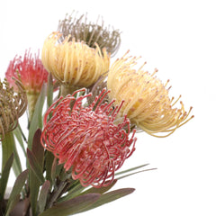 Artificial Leucospermum Stem 43cmH