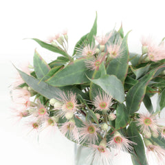 Eucalyptus Flowering Gum Pink 53cmH