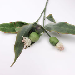 Eucalyptus Pod Flowering 50cmH