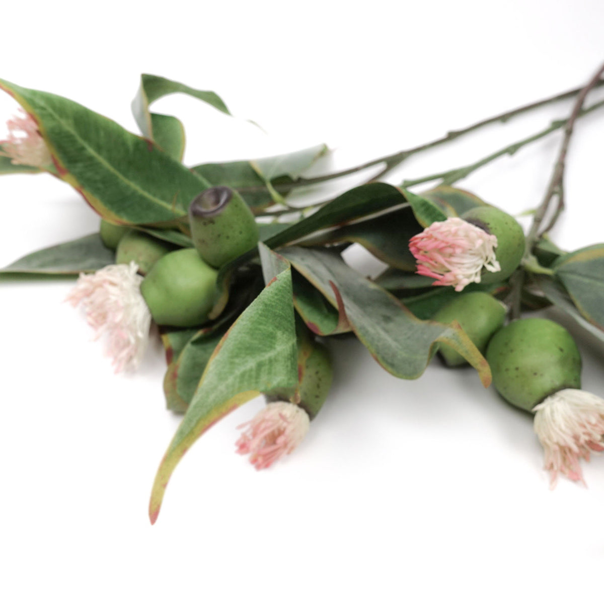 Eucalyptus Pod Flowering 50cmH