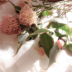 Eucalyptus Pod Flowering 50cmH