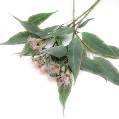 Eucalyptus Flowering Gum Pink 53cmH