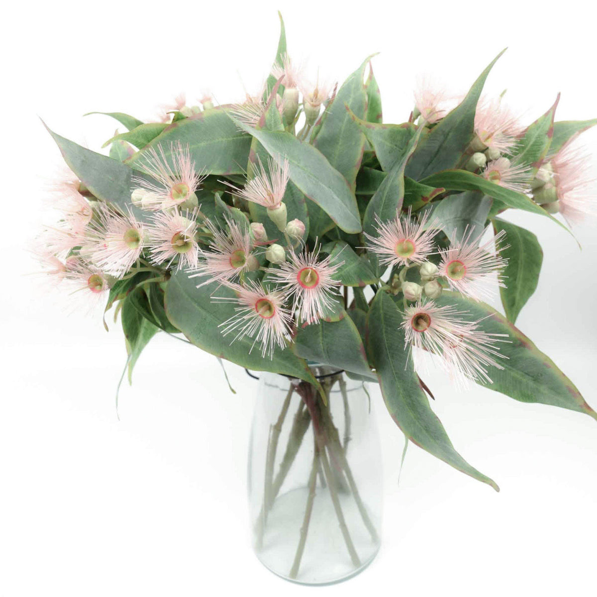 Eucalyptus Flowering Gum Pink 53cmH