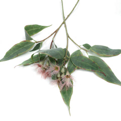 Eucalyptus Flowering Gum Pink 53cmH