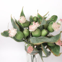 Eucalyptus Pod Flowering 50cmH