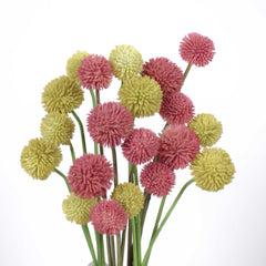 5 Stems Billy Button Bunch 48cmH