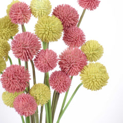 5 Stems Billy Button Bunch 48cmH