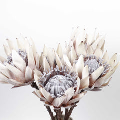 Dried-look Protea Flower Stem 53cmH