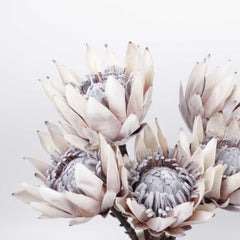 Dried-look Protea Flower Stem 53cmH