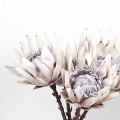 Dried-look Protea Flower Stem 53cmH