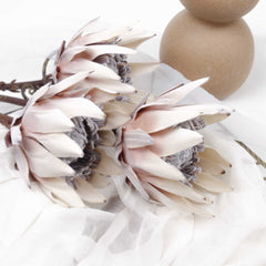 Dried-look Protea Flower Stem 53cmH