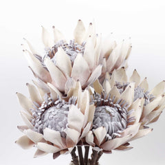 Dried-look Protea Flower Stem 53cmH