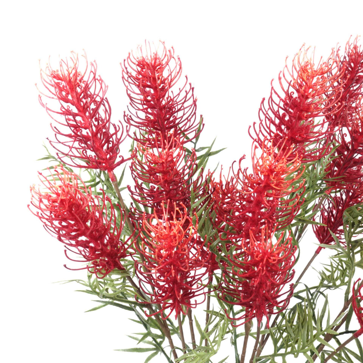 3 Heads Native Grevillea Stem 84cmH