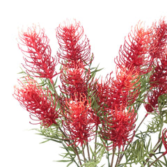 3 Heads Native Grevillea Stem 84cmH