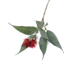 Eucalyptus Flowering Gum Red 53cmH