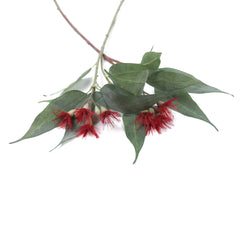 Eucalyptus Flowering Gum Red 53cmH