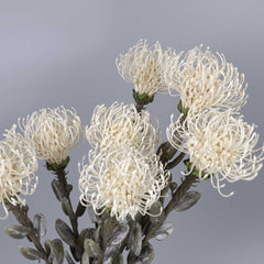 Artificial Leucospermum Stem 47cmH