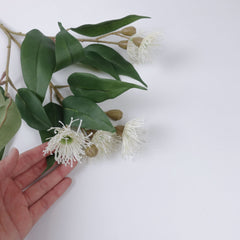 5 Bloom Eucalyptus Flowering Gum 49cmH