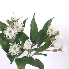 5 Bloom Eucalyptus Flowering Gum 49cmH