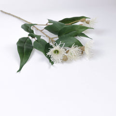 5 Bloom Eucalyptus Flowering Gum 49cmH