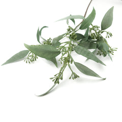 Eucalyptus Leaf Spray with Seeds 63cmH