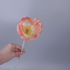 Big-head Poppy Single Stem 58cmH